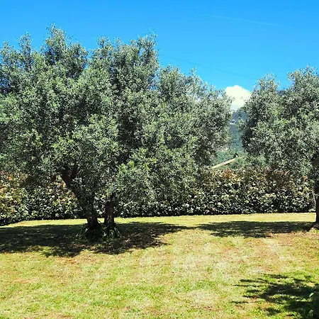 Holiday home Versillia Olive